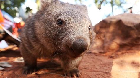 Fossil find gets to the tooth of wombat evolution | Wombat, Animals ...