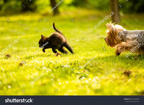 646 Dog Chases Cat Images, Stock Photos & Vectors | Shutterstock