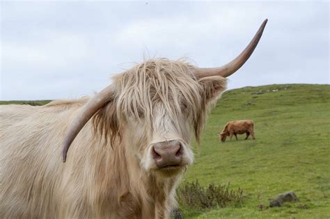 Scottish Highland Cattle Colors