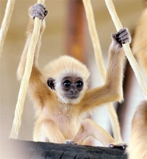 Baby Gibbons Ape: From Super Ugly To Super Cute | Monkey, Heavens and Rain