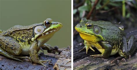 What's the difference?: Green frog vs. bullfrog | Forest Preserve ...