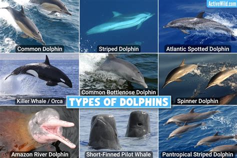 Types Of Dolphins: List Of All Dolphin Species, Pictures & Facts