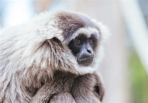 Silvery Gibbon - Lombok Wildlife Park