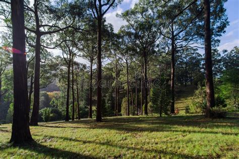 Trees and Sky at Mount Lofty Botanic Gardens Stock Photo - Image of ...