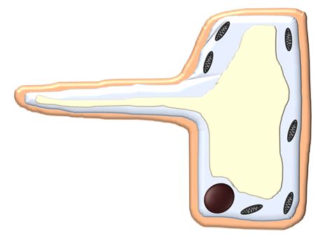 Root Hair Cell - Key Stage Wiki