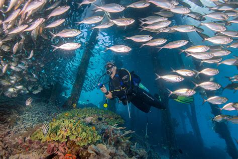 Top 5 Dive Sites in Raja Ampat | Papua Paradise