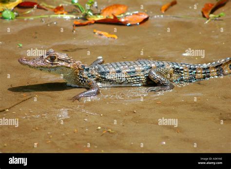 Baby Spectacled Caiman Close Up in Tortuguero National Park, Costa Rica ...