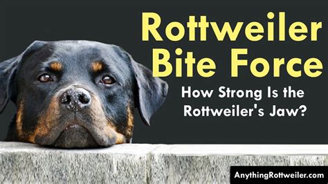 Rottweiler Bite Force: How Strong Is the Rottweiler's Jaw? - YouTube