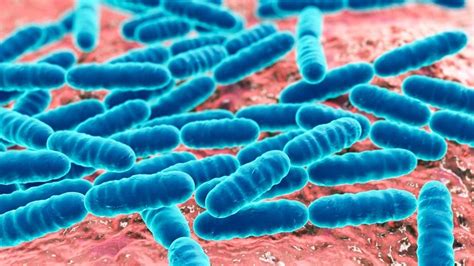 Lactobacillus acidophilus: qué es, características, beneficios