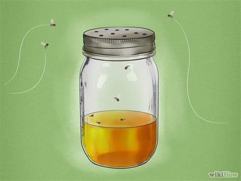 How to Solve Your Gnat Problem (Part 1 of 2) | Antipest Blog