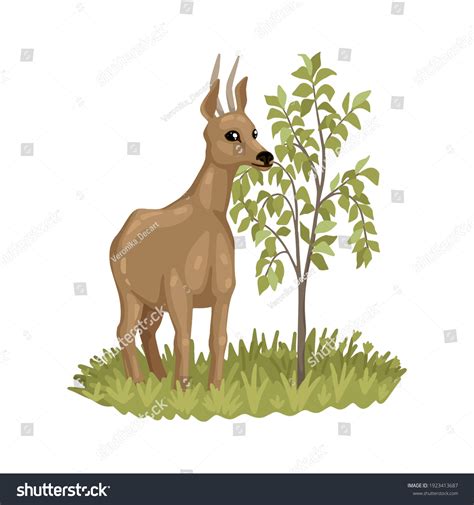 69 Deer Eating Plants Stock Vectors, Images & Vector Art | Shutterstock