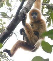 Gibbon Conservation Alliance - Threats to the gibbons