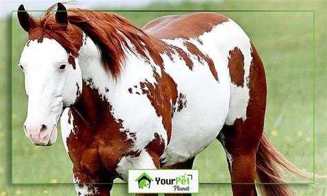 What Is A Bald Face Horse And Other Horse Markings Explained