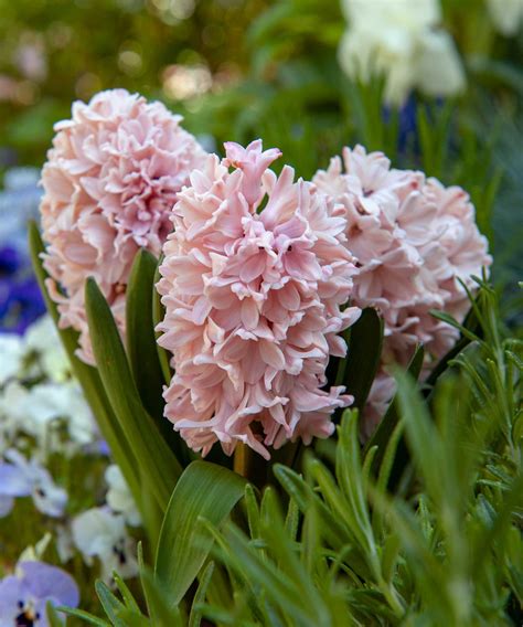 How and when to plant hyacinth bulbs: easy tips for a gorgeous spring ...