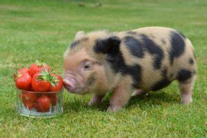 Tout ce qu’il faut savoir pour élever un cochon nain – Le carrefour des ...