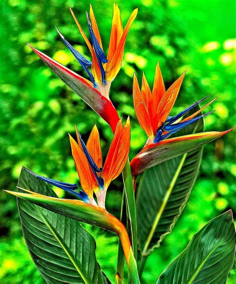 59 best "Bird of Paradise" Flowers images on Pinterest | Bird of ...