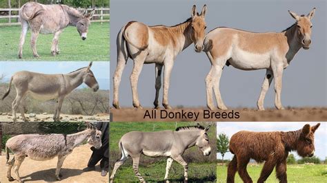 All Donkey Breeds / Complete list of Donkey breeds / Types of Donkey ...