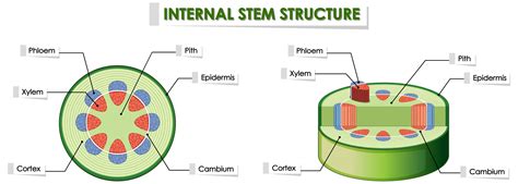 Diagram showing internal plant stem structure 1154883 Vector Art at ...