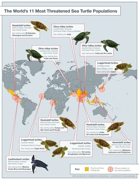 Endangered turtles | Save the sea turtles, Sea turtle, Sea turtle species