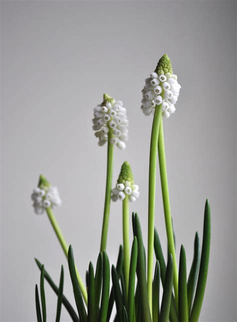 White Grape Hyacinth by Caszs on DeviantArt