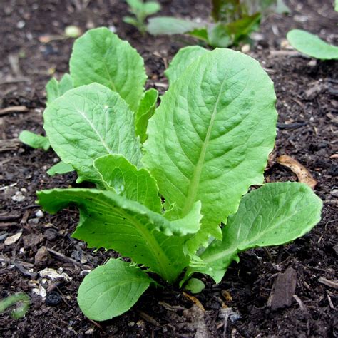 Romaine lettuce Facts, Health Benefits & Nutritional Value