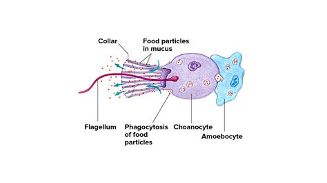 Where are choanocytes found in sponges?