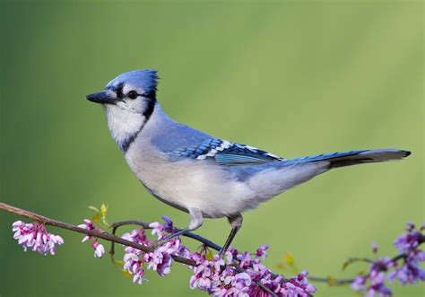 Discover 11 Blue Birds in New York - A-Z Animals