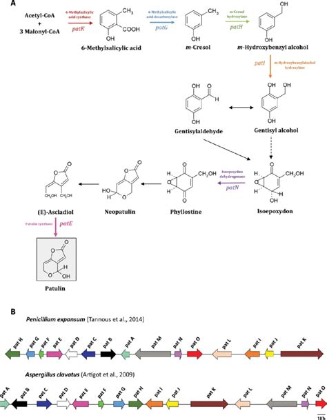 The generally accepted pathway for patulin biosynthesis is shown in ...