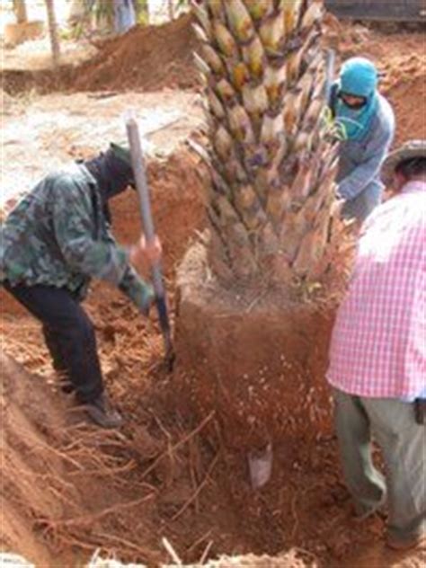 Planting Palms - Dave's Garden