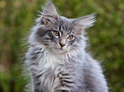 Norwegian Forest Cat | Great Pet Care