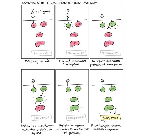 39 signal transduction pathways worksheet - Worksheet Online