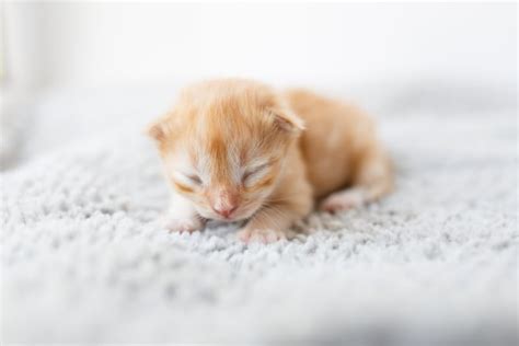 Newborn Kittens: When Do Kittens Open Their Eyes? | Pittsboro Vets