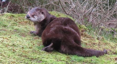 Northern River Otter – Salt Spring Conservancy