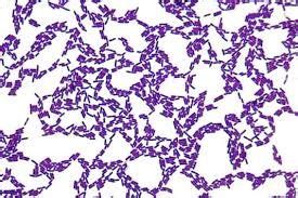 Lactobacillus Gram Stain