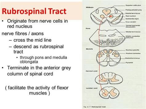 Rubrospinal tract | Brain anatomy, Nerve cell, Neurology