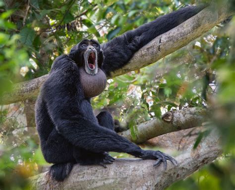 Siamang Sounds & Calls | Wild Ambience Nature Sounds