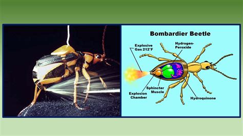 BOMBARDIER BEETLE USES CHEMICAL WARFARE – Evolution is a Myth