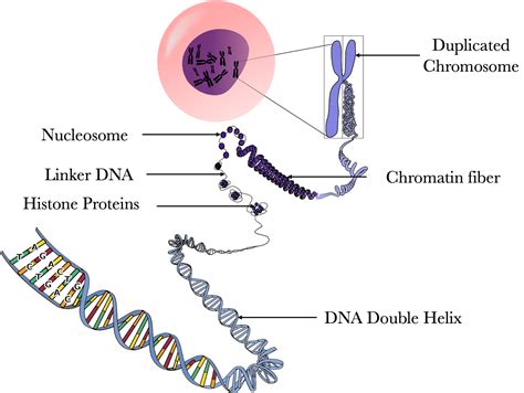 Chromosome Structure