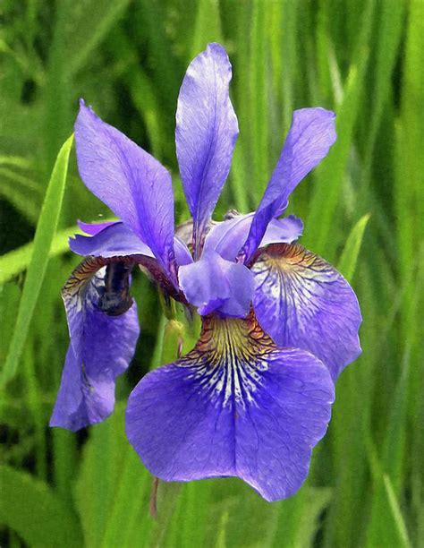 Purple Iris Flower Painted Digitally Photograph by Sandi OReilly - Pixels