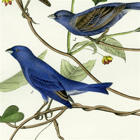 Audubon Bird Prints from Birds of America 1840