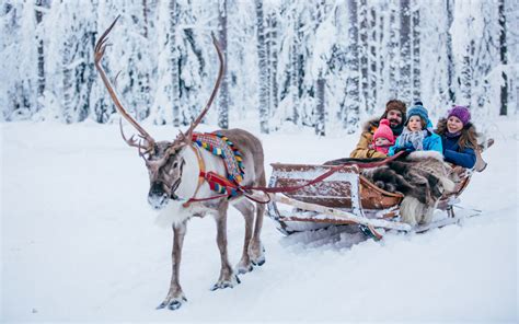 Reindeer Sleigh Rides in Rovaniemi Lapland with Santa Claus Reindeer