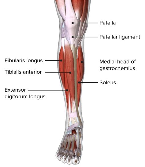 Leg Muscles Diagram Posterior Muscles Of The Lower Leg Diagram | Images ...