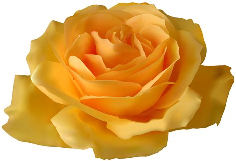 yellow rose clipart png 10 free Cliparts | Download images on ...