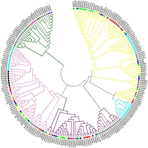 Phylogenetic tree of DIR and DIR-like genes from pepper and other plant ...