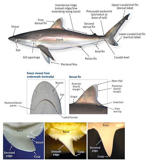 Parts Of A Shark For Kids