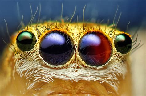 Macro Photos Of Cute And Cuddly Jumping Spiders by Thomas Shahan ...