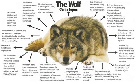 Wolf Facts - Conservation.Link