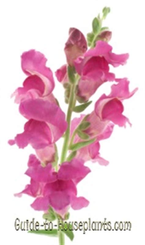 Snapdragon Flowers - Antirrhinum majus Care Tips