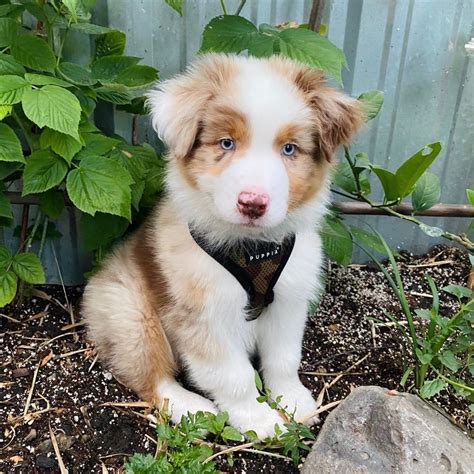 Australian Shepherd Puppies For Sale | San Jose, CA #333504