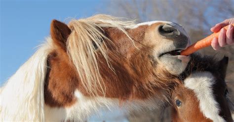 Can Horses Eat Carrots? - National Equine